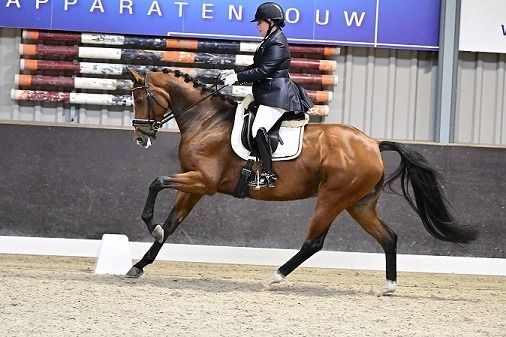 KWPN dressuurpaard Merrie 13 jaar Bruin te koop - Foto 3