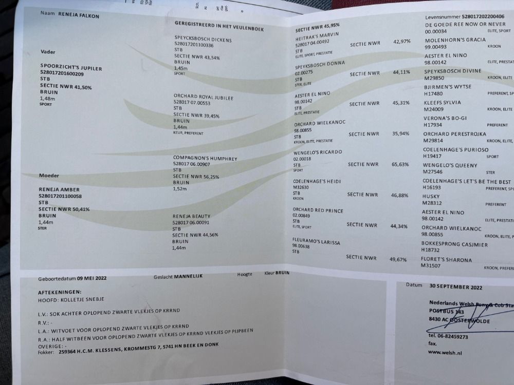 Ander stamboek allrounder Ruin 3 jaar Bruin te koop - Foto 5