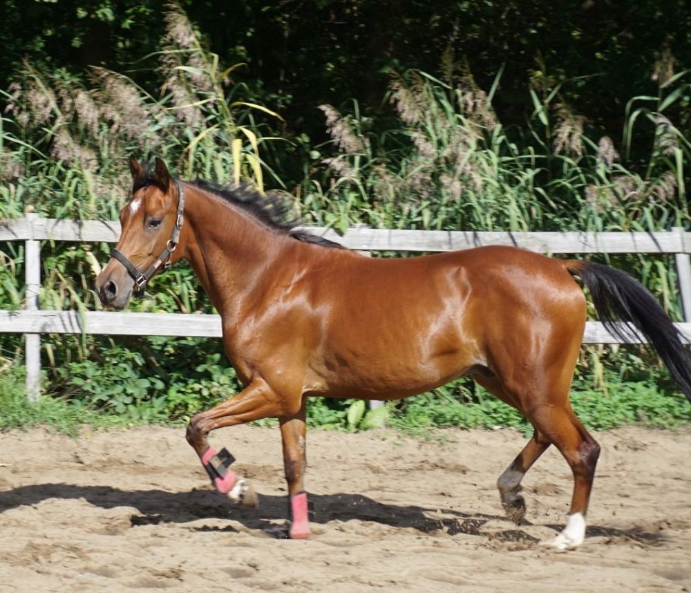 Ander stamboek allrounder Ruin 3 jaar Bruin te koop - Foto 4