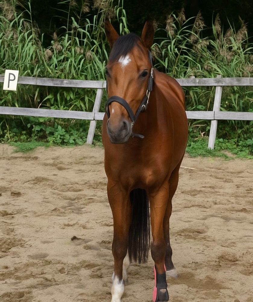 Ander stamboek allrounder Ruin 3 jaar Bruin te koop - Foto 2
