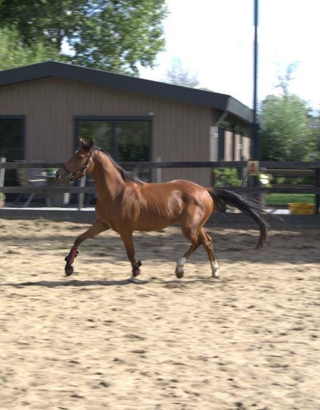 Ander stamboek allrounder Ruin 3 jaar Bruin te koop - Foto 3