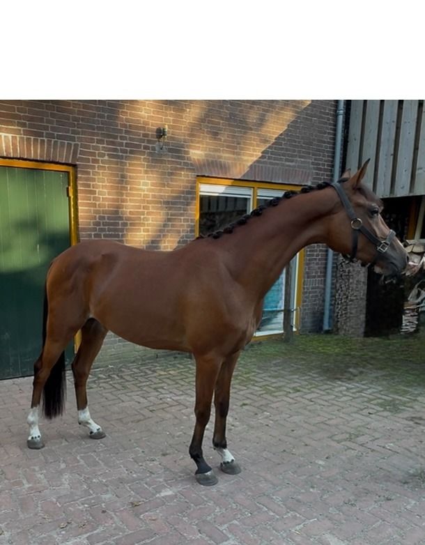 Knappe 3 jarige Zadelmakke D pony ruin prijs zie advertentie