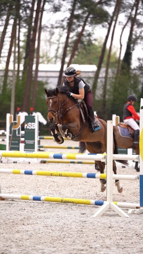 D springpony