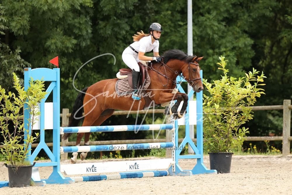 BWP springpony Merrie 5 jaar Bruin te koop - Foto 2