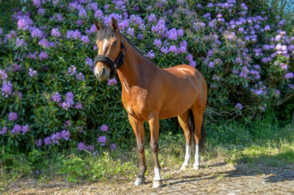 BWP springpony Merrie 5 jaar Bruin te koop - Foto 3