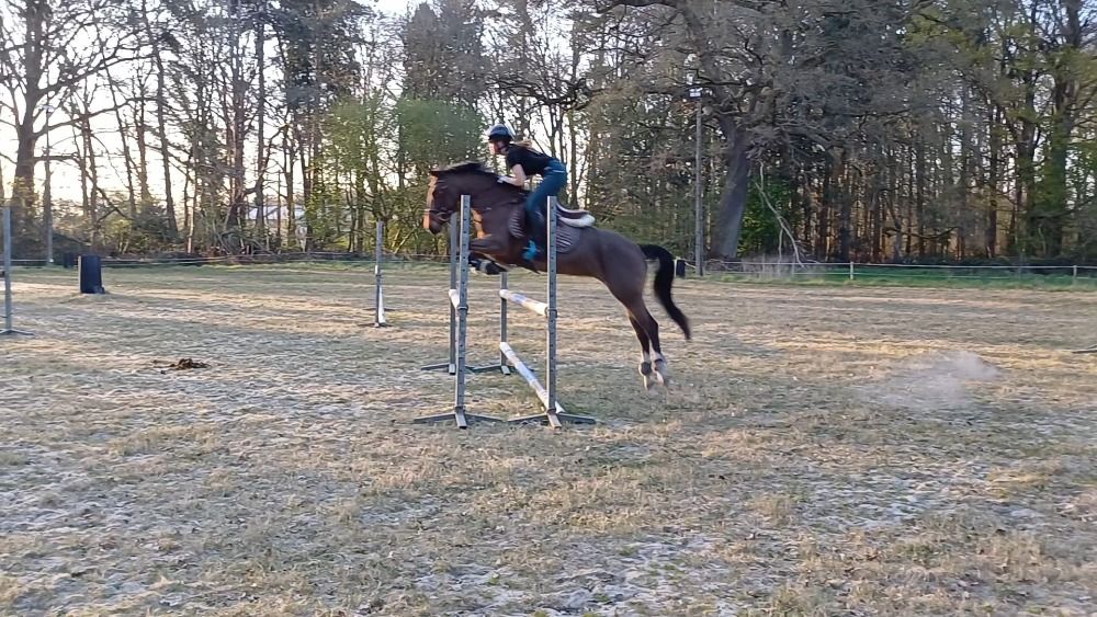 BWP springpony Merrie 5 jaar Bruin te koop - Foto 5