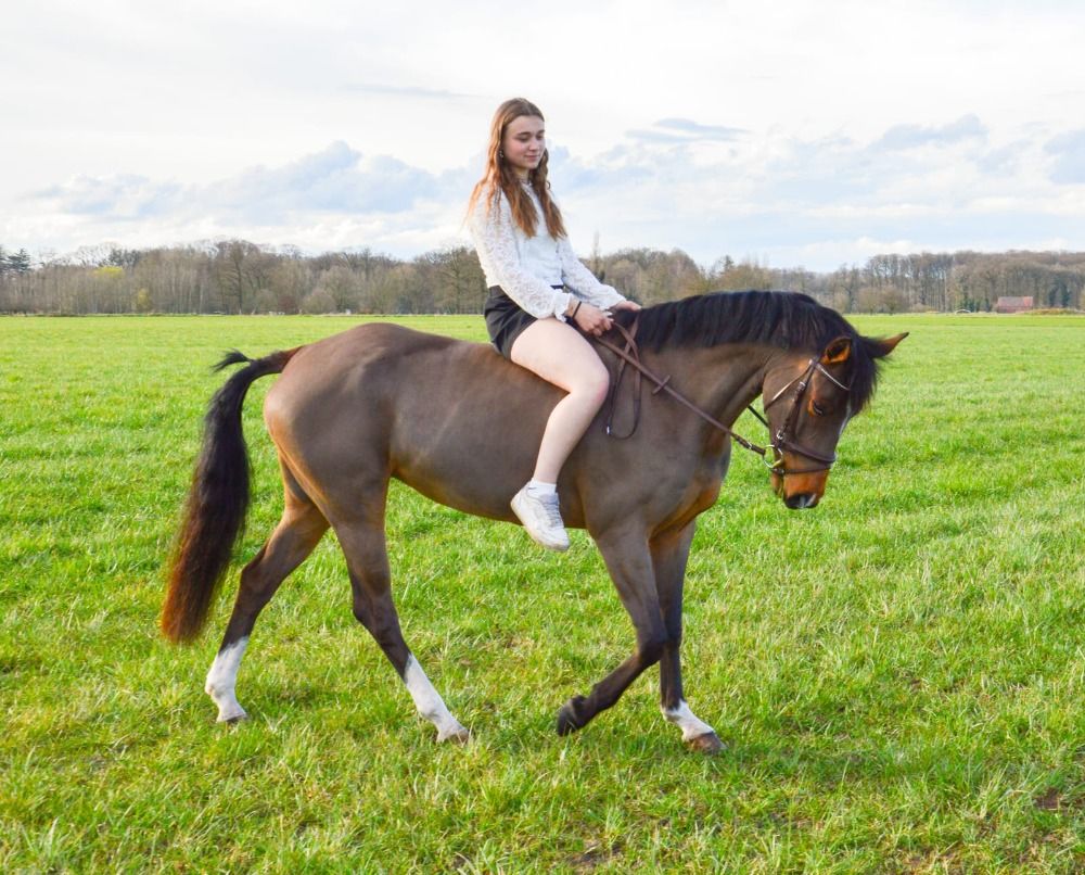 BWP springpony Merrie 5 jaar Bruin te koop - Foto 4