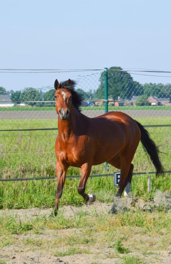 BWP springpony Merrie 5 jaar Bruin te koop - Foto 6