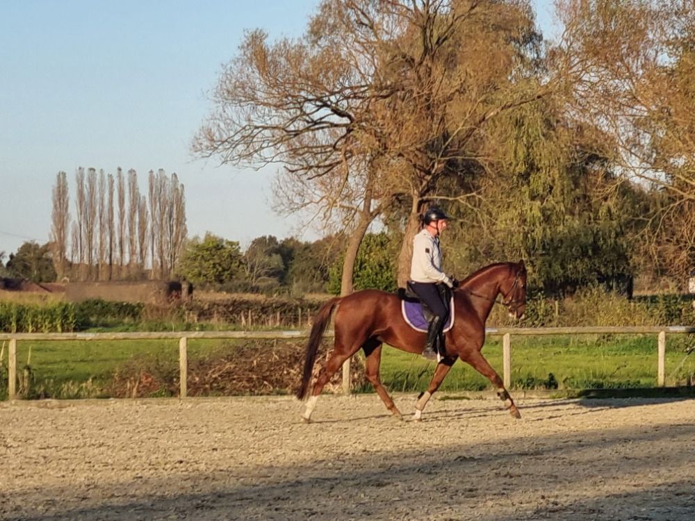dressuurpaard Merrie 6 jaar Vos te koop - Foto 3