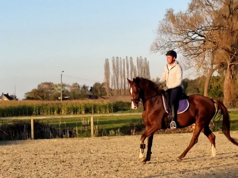 dressuurpaard Merrie 6 jaar Vos te koop - Foto 2