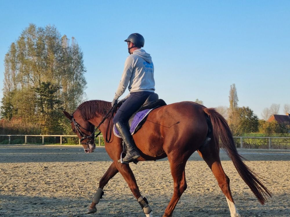 dressuurpaard Merrie 6 jaar Vos te koop - Foto 4