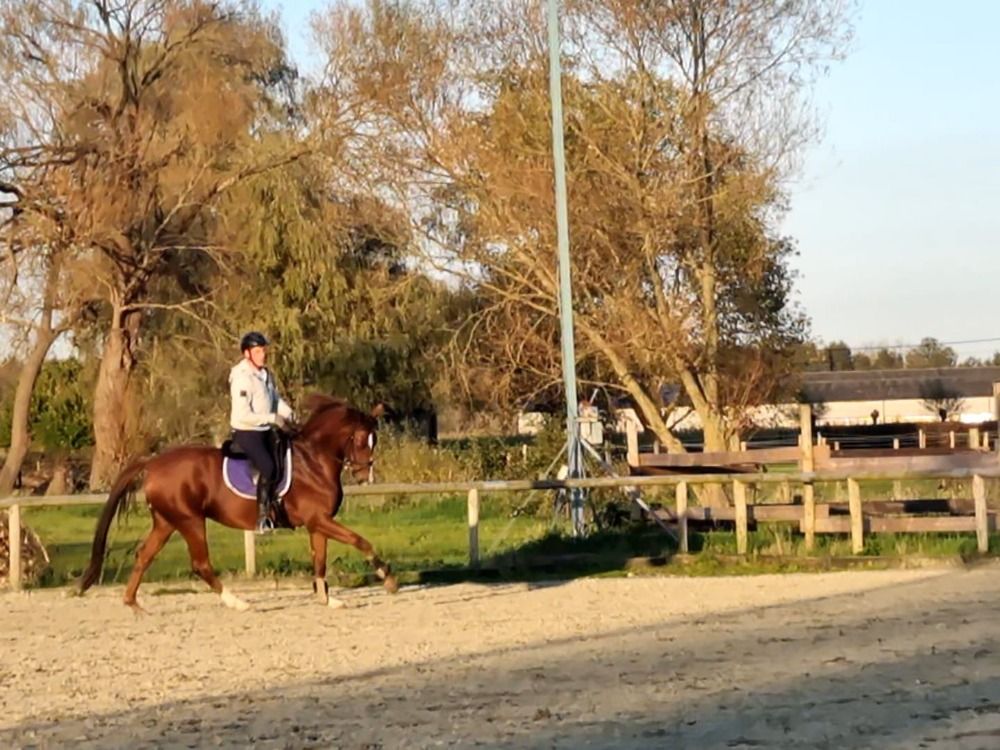 dressuurpaard Merrie 6 jaar Vos te koop - Hoofdfoto