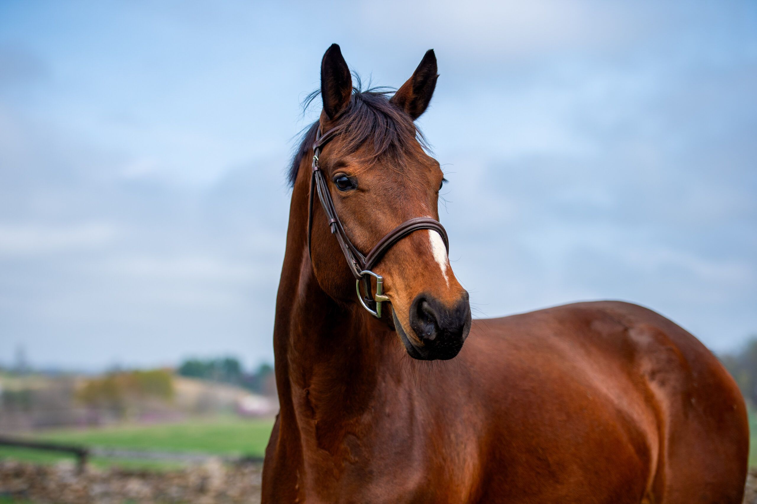 Oldenburg dressuurpaard gelding 6 years old Bay for sale - Photo 2