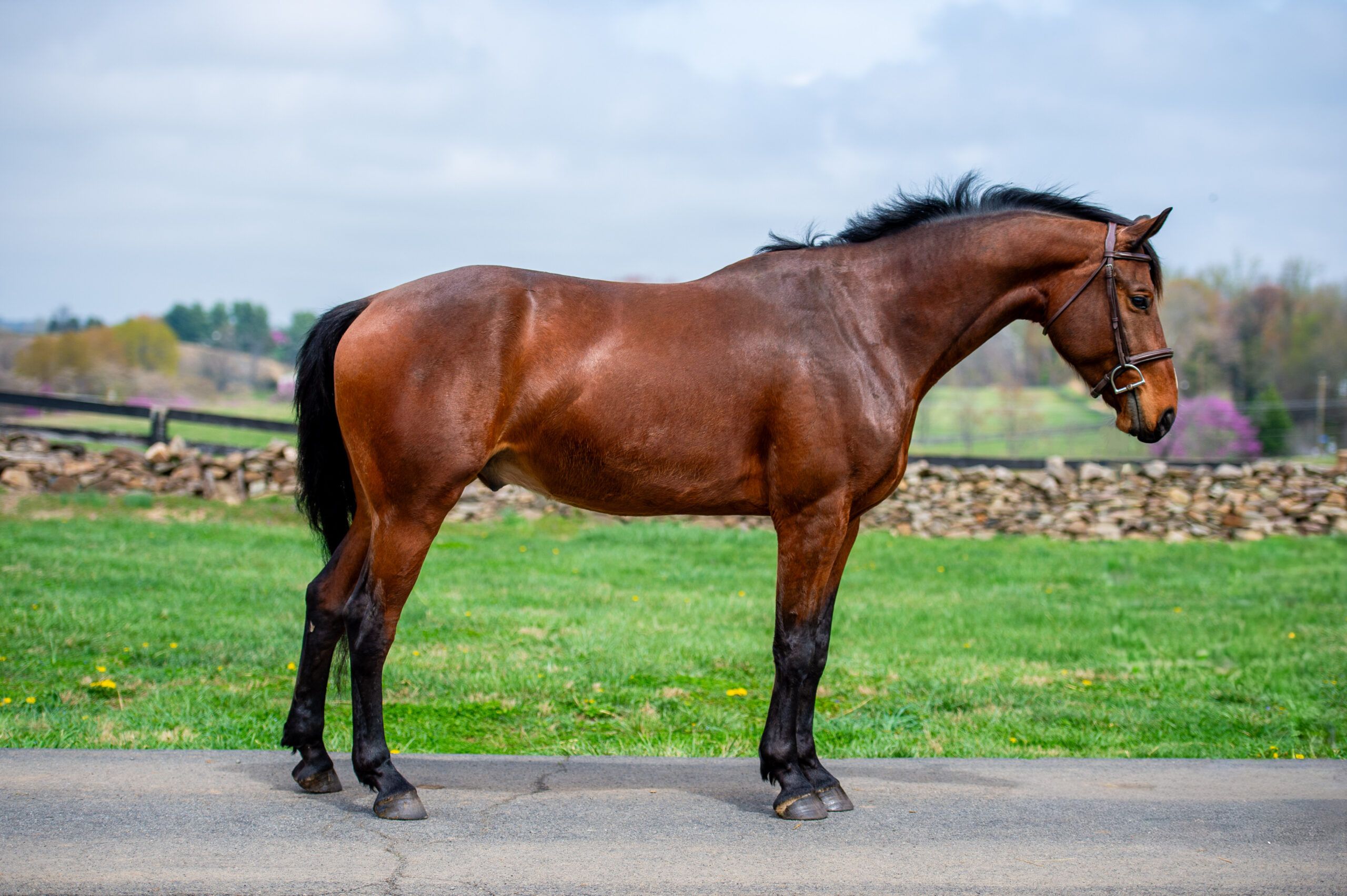 Oldenburg dressuurpaard gelding 6 years old Bay for sale - Photo 3