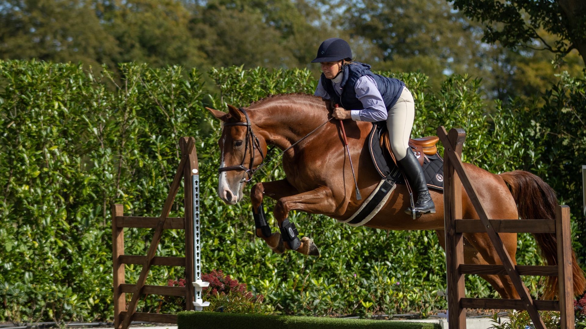 Springpaard, Merrie, 6 jaar