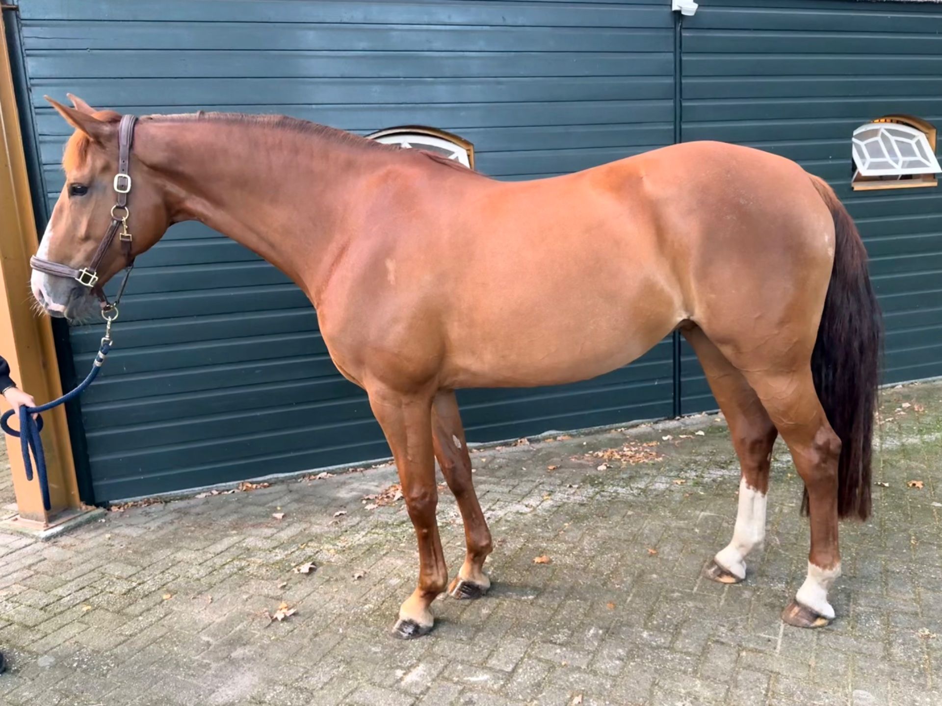 springpaard merrie 6 jaar vos te koop - Foto 3