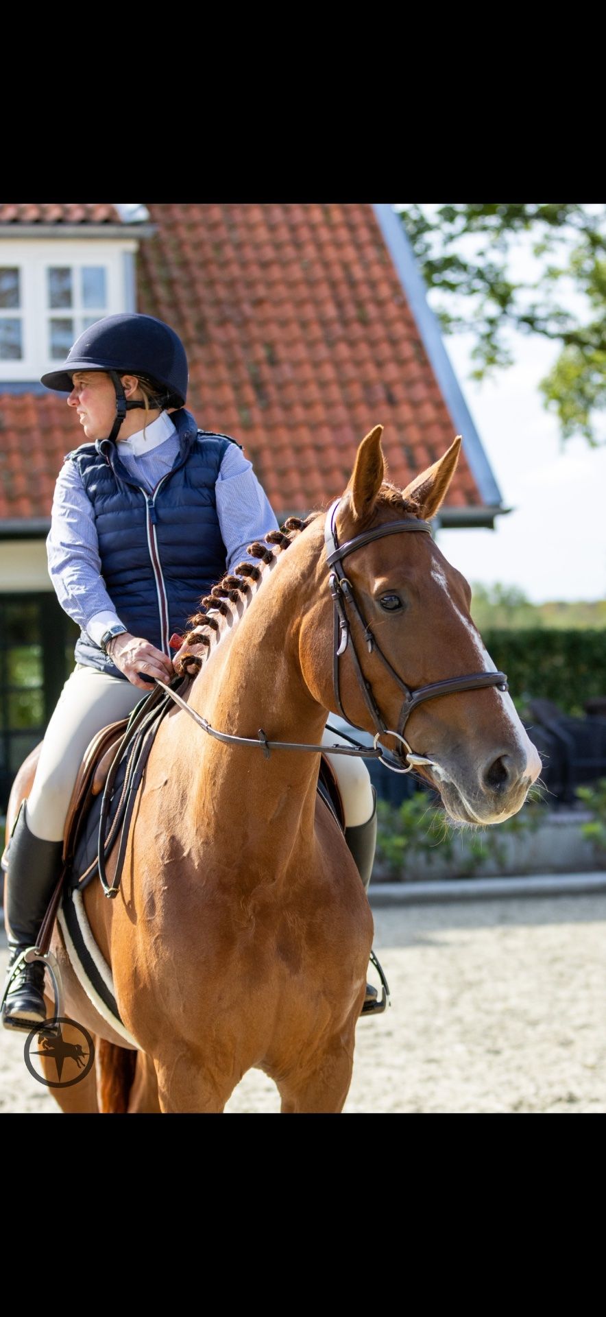 springpaard merrie 6 jaar vos te koop - Foto 4
