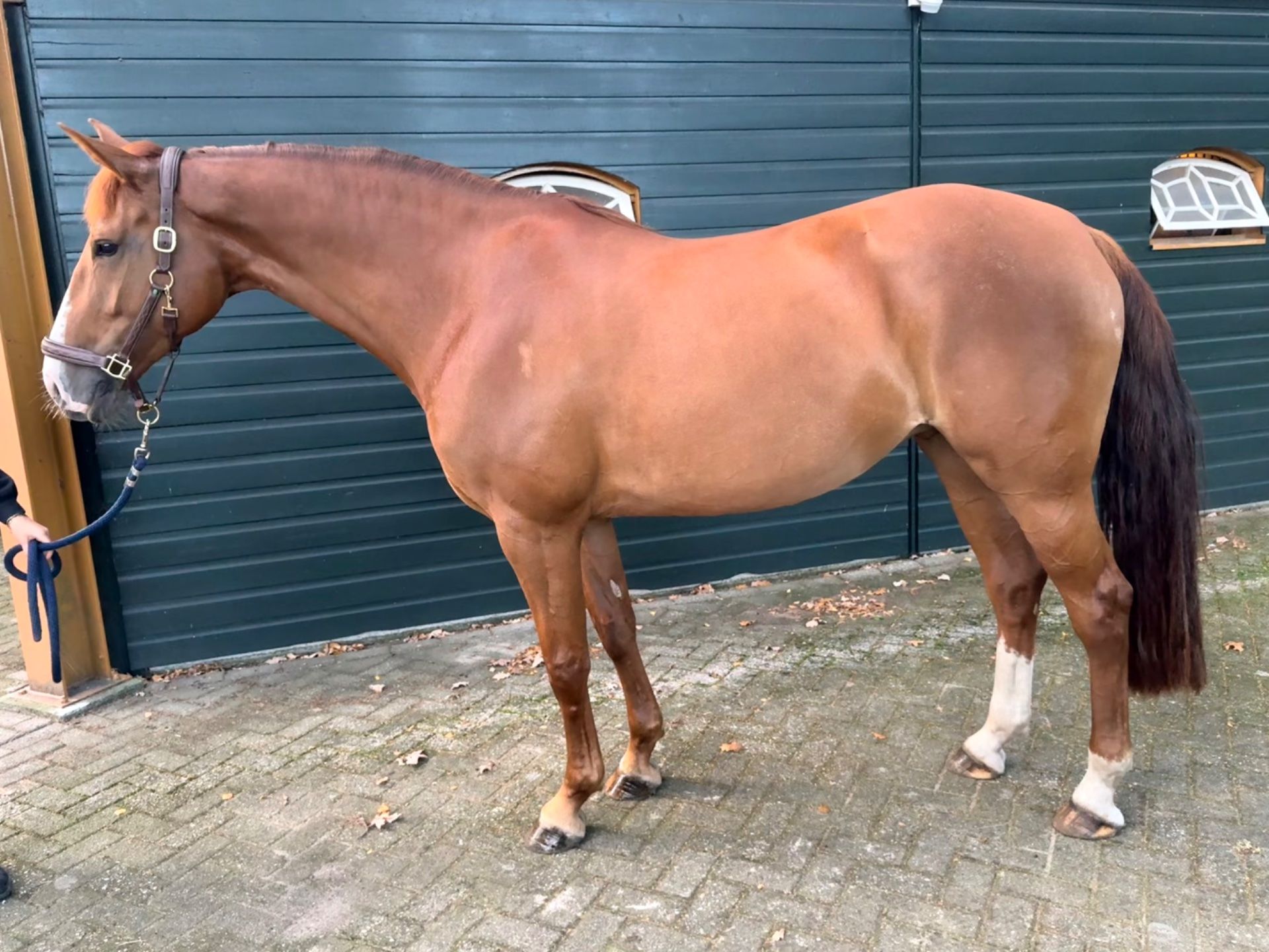 springpaard merrie 6 jaar vos te koop - Foto 2
