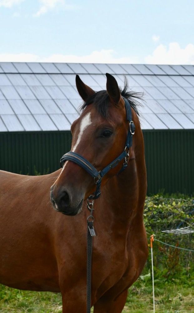 Westfalen dressuurpaard Ruin 3 jaar Bruin te koop - Foto 3