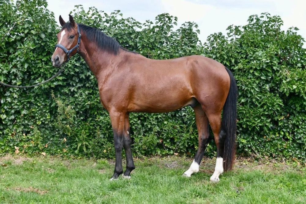 Westfalen dressuurpaard Ruin 3 jaar Bruin te koop - Foto 2
