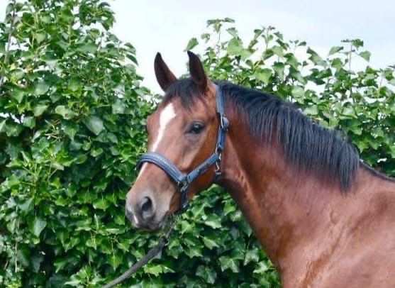 Westfalen dressuurpaard Ruin 3 jaar Bruin te koop - Foto 4