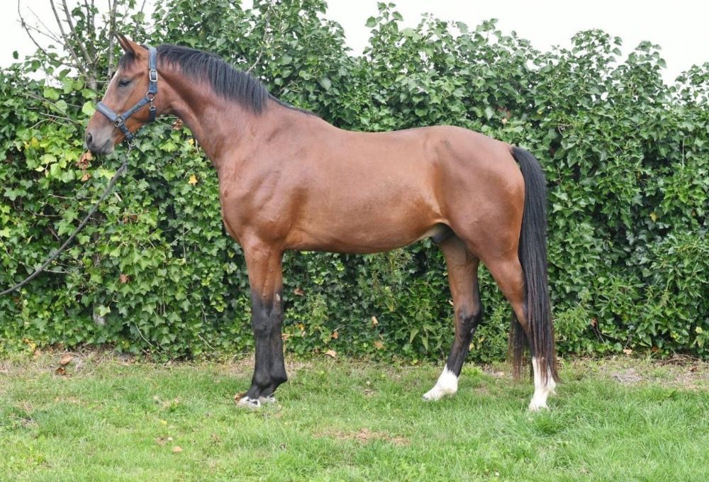 Veelbelovende 3-jarige ruin te koop Bach x Tomahawk