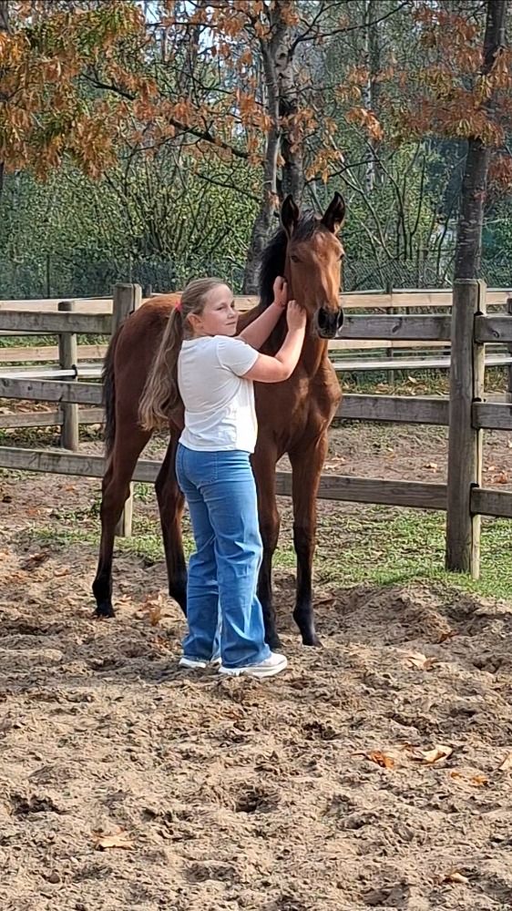Knap dressuurveulen 1/4 Lusitano
