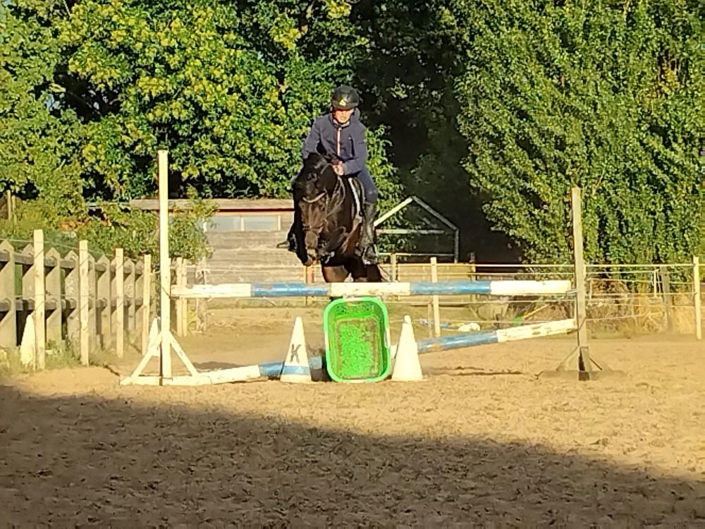 Welsh pony Ruin 4 jaar Donkerbruin te koop - Foto 6
