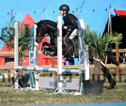 Cito Boy, B-pony (1m26,9) zoekt nieuwe thuis