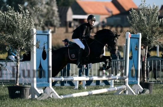 Welsh pony Ruin 4 jaar Donkerbruin te koop - Foto 2