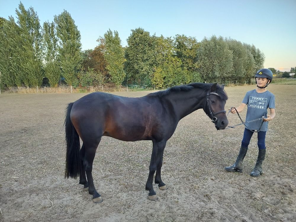 Welsh pony Ruin 4 jaar Donkerbruin te koop - Foto 5
