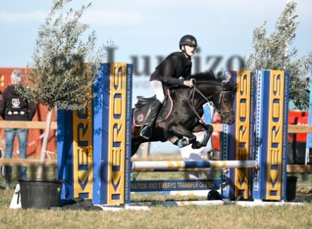 Welsh pony Ruin 4 jaar Donkerbruin te koop - Foto 4