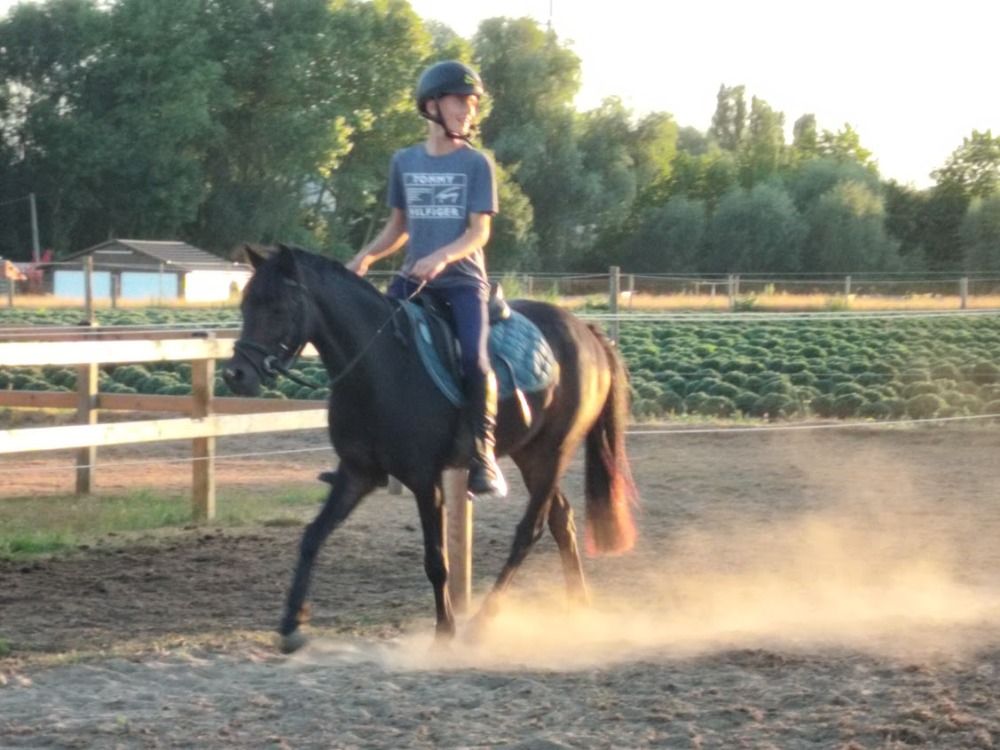 Welsh pony Ruin 4 jaar Donkerbruin te koop - Foto 3