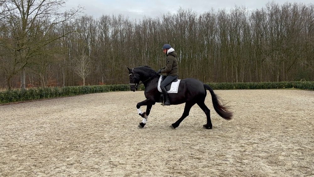 dressuurpaard Merrie 6 jaar Zwart te koop - Foto 4