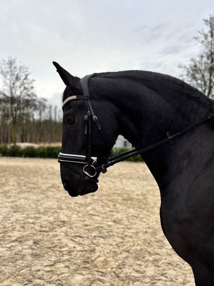 dressuurpaard Merrie 6 jaar Zwart te koop - Foto 3