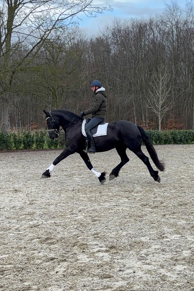 Friese merrie voor het hogere werk