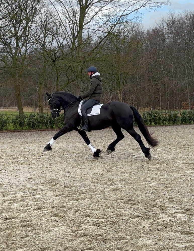 dressuurpaard Merrie 6 jaar Zwart te koop - Foto 2