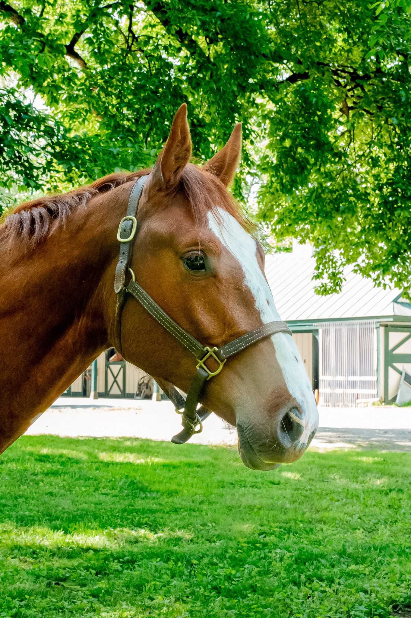Belgian Warmblood allrounder gelding 3 years old Chestnut for sale - Photo 2