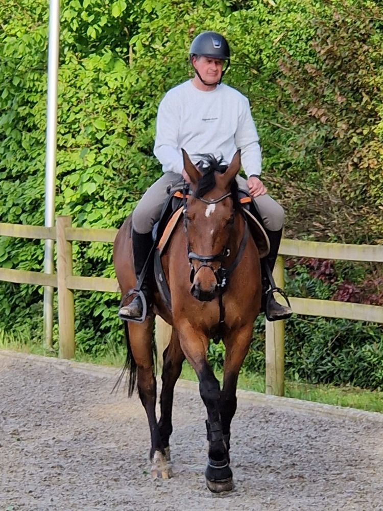 SBS springpaard Ruin 13 jaar Bruin te koop - Foto 5