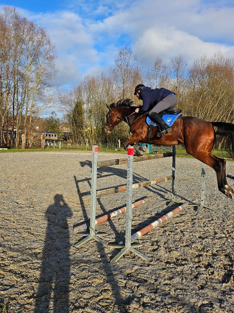 SBS springpaard Ruin 13 jaar Bruin te koop - Foto 2