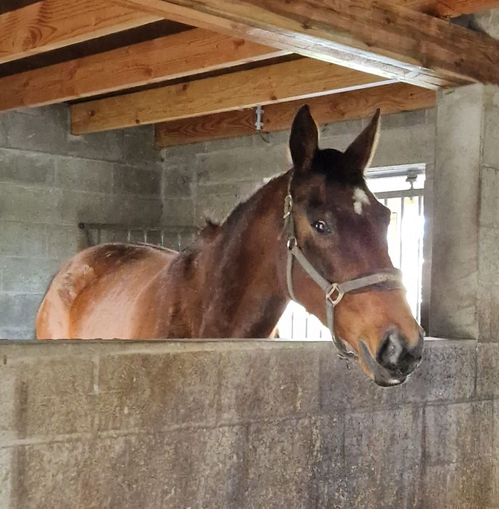 SBS springpaard Ruin 13 jaar Bruin te koop - Foto 4