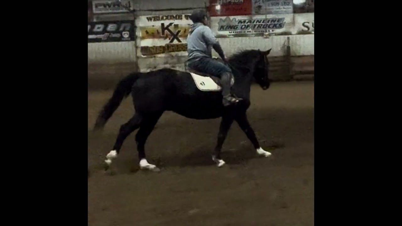 Canadian Sport Horse hunter/jumper gelding 2021 ani Bay de vânzare - Foto 2