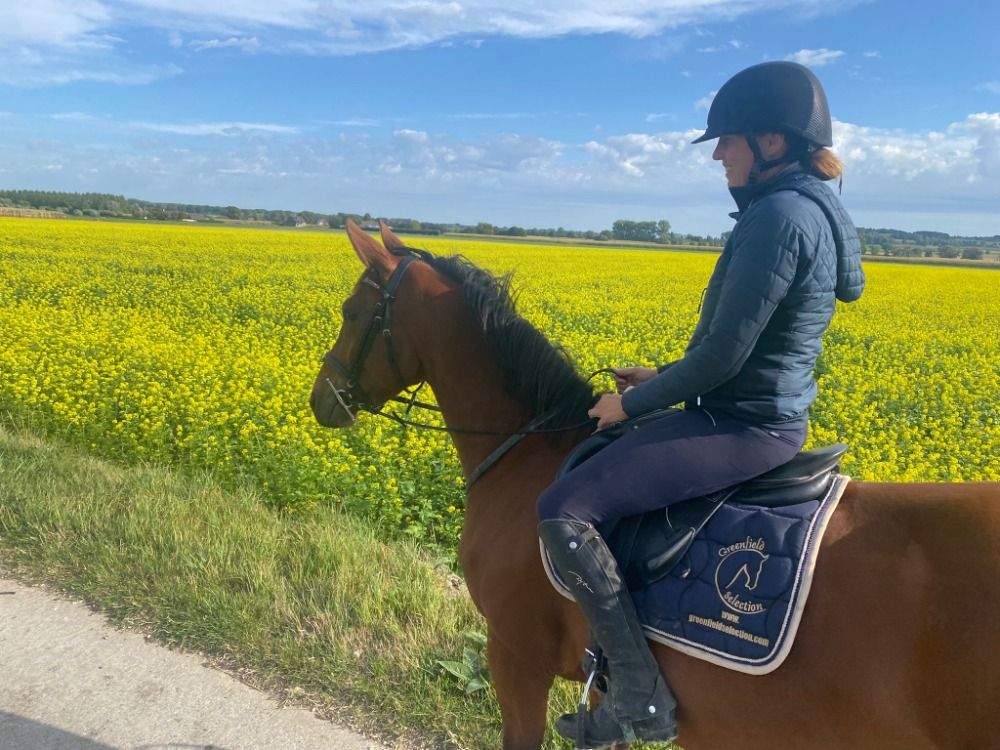 BWP eventingpaard Merrie 4 jaar Bruin te koop - Foto 2