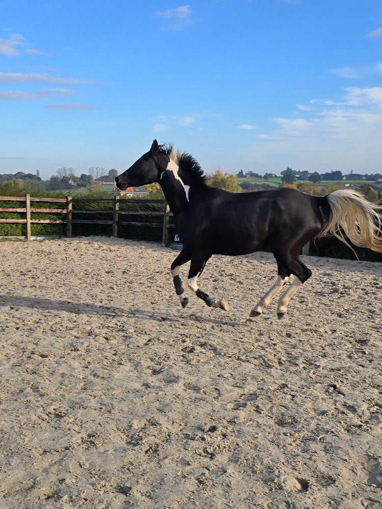 Zangersheide springpaard Merrie 5 years old Andere for sale - Photo 2