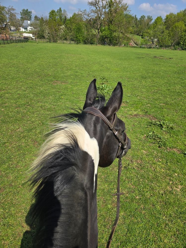 Zangersheide springpaard Merrie 5 years old Andere for sale - Photo 3