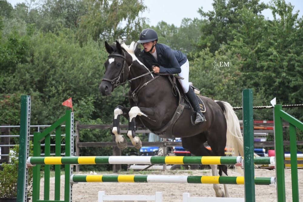Zangersheide springpaard Merrie 5 years old Andere for sale - Main photo