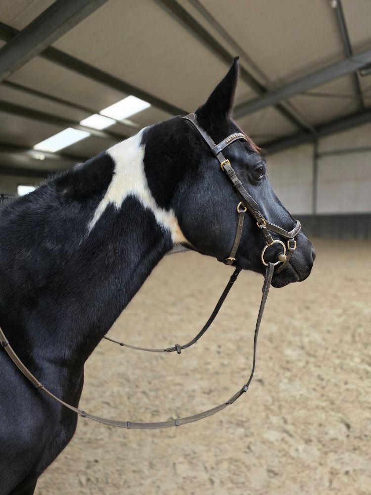 Zangersheide springpaard Merrie 5 years old Andere for sale - Photo 4