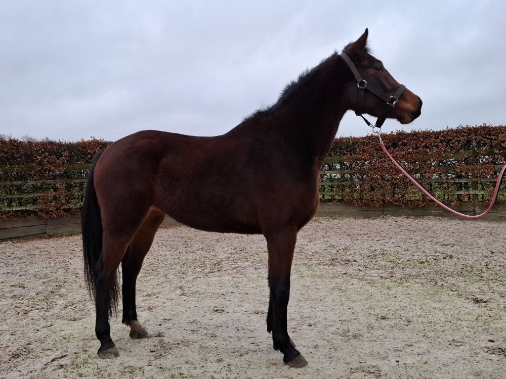 KWPN springpaard Merrie 4 Jahre alt Bruin zu verkaufen - Foto 2