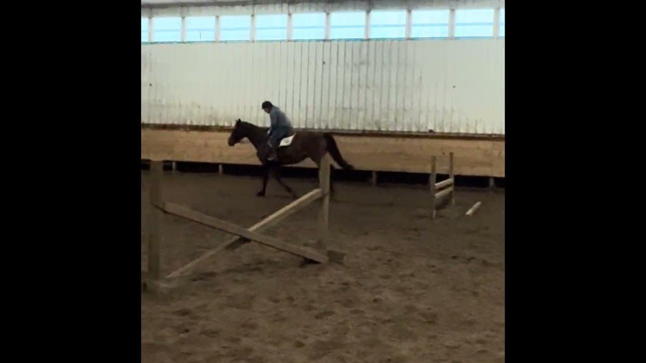 Canadian Sport Horse hunter/jumper gelding 2022 ani Bay de vânzare - Foto 3