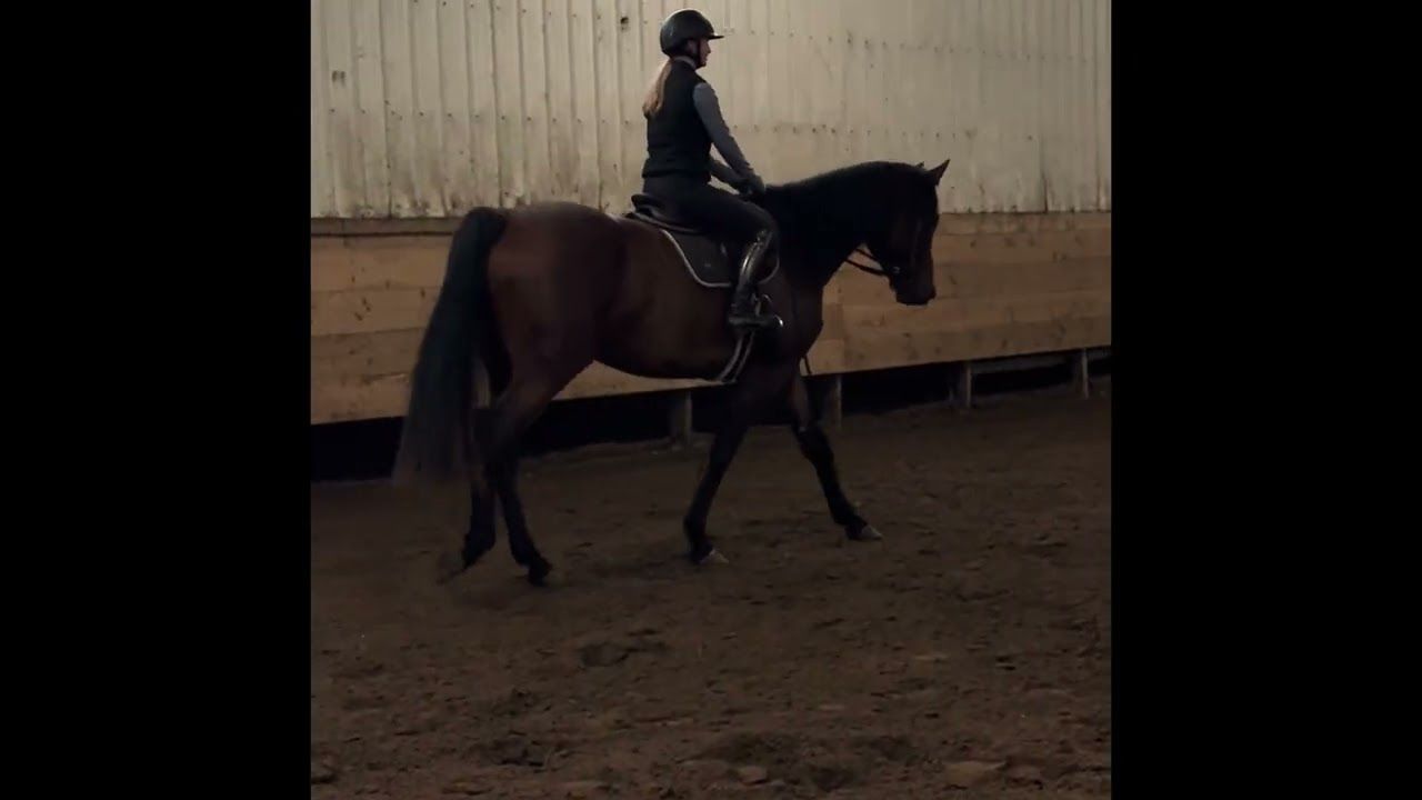 Canadian Sport Horse hunter/jumper gelding 2022 ani Bay de vânzare - Foto 2